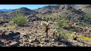 Somewhere in the Sonoran Desert  #Quartzsite #snowbirds #boondocking #ocotillo #takeahike  