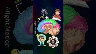 Brain (मस्तिष्क) &ndash; Structure & Functions | Biology in Hindi | Human Brain Parts & Functions #shorts