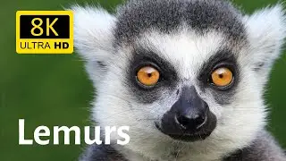 Impressive close-ups of Ring-tailed Lemurs 8K