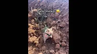 Tarla Hırsızı 😂 #sincap #tarla #animals #&ccedil;ift&ccedil;i #traktor #ciftci #tarım #video #shortvideo #shorts