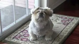 Snuggs the Pekingese