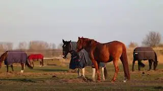 Paardjes staan lekker te eten in het avondzonnetje