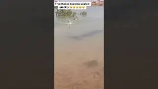 Brave Bird Fights Off a Hungry Predator! 🐦🔥 #shorts