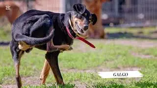 Co mi zrobisz, jak mnie nie złapiesz? Galgo (310/25)