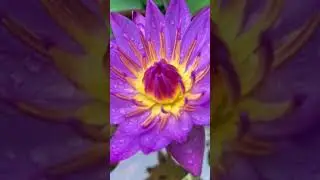 Purple Lotus