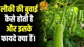 Mausam Khabar | लौकी की बुवाई कैसे होती है और इसके फायदे क्या हैं | Weather | Farmer| DD Kisan |
