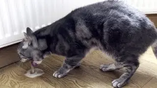 Cat Throwing Up