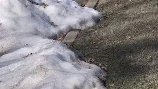 Beware of snow mold on your lawn