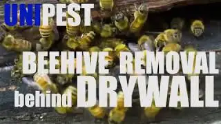Emergency Beehive Removal from Drywall in Santa Clarita w/ Thermal Imager by Unipest Pest Control