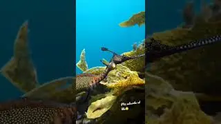 Sea Dragon #amphibians #whale #fishing #netgeo #safari #discovery #beargrylls #amazonfinds #forest