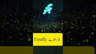 Firefly جگنو