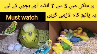 Birds se 5 se 7 ande bache kaise leyn | budgies breeding tips in urdu | ye 5 kam lazmi karen