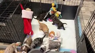 12/24/25 CoCo&rsquo;s pups. Christmas Eve playtime. 