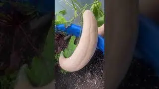 Georgia Roaster candy squash￼