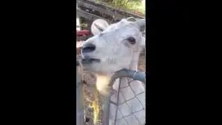 Goat eating peaches in the country
