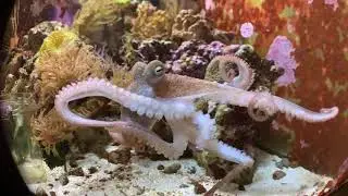 Dax the tank octopus enters “senescence”