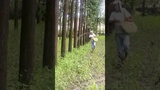 Poplar fertiliser for poplar tree#trending #organicfarming #agriculture #poplarkikheti r
