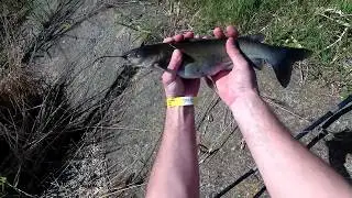 Catching channel catfish on a snail in the cooling channel