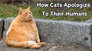 How Cats Apologize To Their Humans
