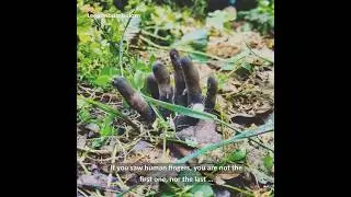 Dead Man's Fingers Are Creepy!