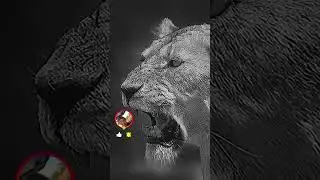 Wild Animals of Africa.  #shorts #reels  @ronydphotos