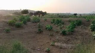arandi crop / अरंडी फसल