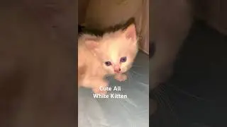 Cute All White Kitten Needs A Home