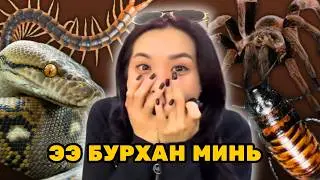 МОНГОЛ АМЬТНЫ ДЭЛГҮҮР🪳