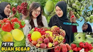 Petik buah-buahan segar | Bikin es kulkul dari hasil kebun