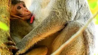 Janna So Hungry Milk | Good Jane Mother Feeding Poor Baby Monkey Janna | Newborn Babies Monkey