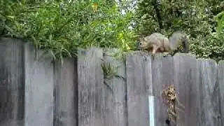 Squirrel Running Along Top of Fence.
