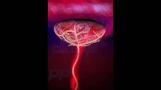 Placenta The organ that protect fetus inside womb ( 3D Animation )