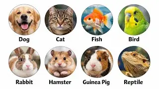How Big Is Your Pet&rsquo;s Brain? What It Does