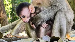 fast growing up beautiful  lovely baby monkey Diven playful, such great morning for baby