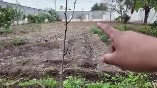 Vlog 2  Siguiendo con la recuperaci&oacute;n del huerto.