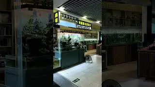 China Fish & Flower market