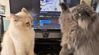 Best Epic Cat Slap Fight Ever:  Smackdown of the Century! 😂🐾