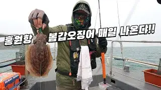 🦑Hongwon Port spring cuttlefish comes out every day~🦑