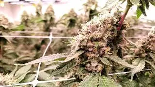 Mendobreath & AlienOG Day 45Flower