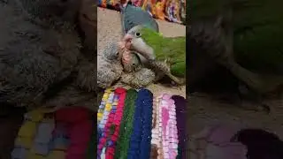 Quaker / Monk parrots with their chicks