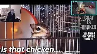 nyyxxii reacts to xqc incorrectly guessing animals
