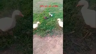 Small And Big Ducks Enjoying Large Hans (China Duck) Looking Very Beautifull #duck #pets #bird  #بطخ