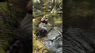 Beautiful Native Brook Trout in the Mountains #fishing #flytying #flyfishing #brooktrout #trout