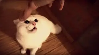 😼 KURI KIISU 😻