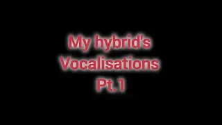 My hybrid's vocalisations pt.1 #hybridwar #animals #video
