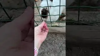 Rabbit and Grass... Surprise ending 😲🐇