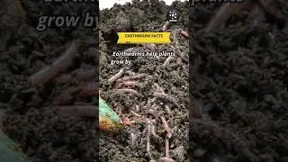 Earthworm Facts #shorts #intrestingfacts #facts