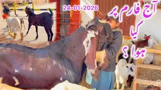 Goat Farming Update Pakistan | Barkat Farm Visit & Animal Cargo Service 