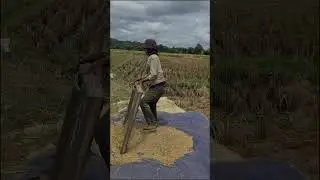 a simple smart tool that makes it easier for farmers to sort rice during harvest #shorts