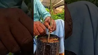 Watch the flour budding #shortsfeed #shorts #shortsvideo #budding #grafting